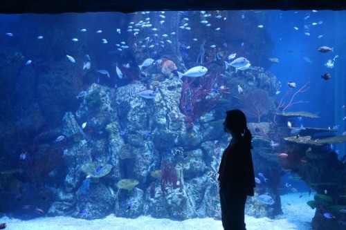 Jakarta Aquarium, 娱乐 | We provide Indonesia infrastructure map on various property sectors and data. Access property listings, infrastructure developments, news, and valuable transaction data for informed decisions.